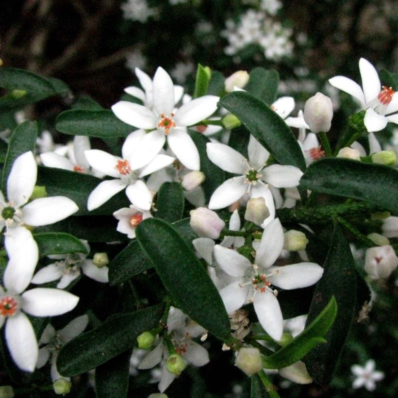Eriostemon myoporoides - Philotheca (Flowering)
