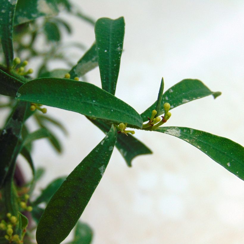 Eriostemon myoporoides - Philotheca (Foliage)