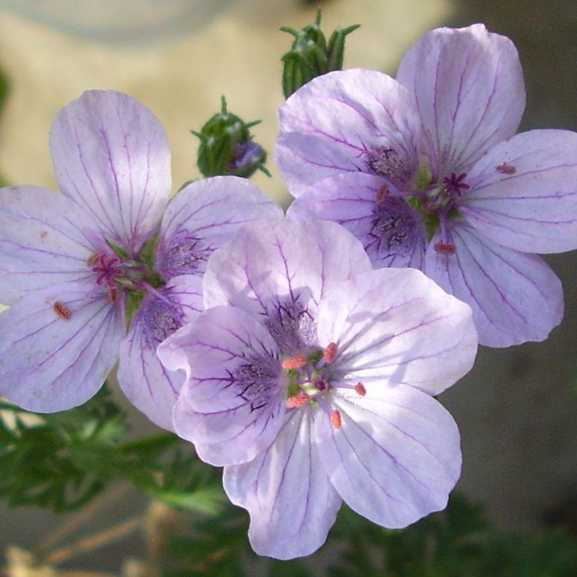 Erodium Stephanie - Bec de héron (Flowering)
