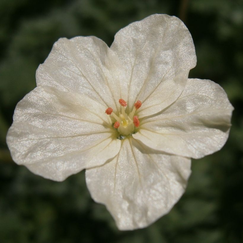 Erodium chrysanthum (Flowering)