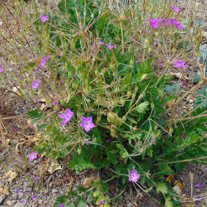 Erodium manescavii - Bec de Grue (Plant habit)
