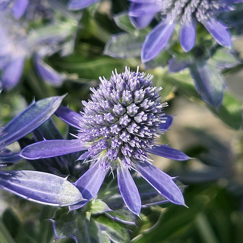 Eryngium Grumpy - Panicaut (Flowering)