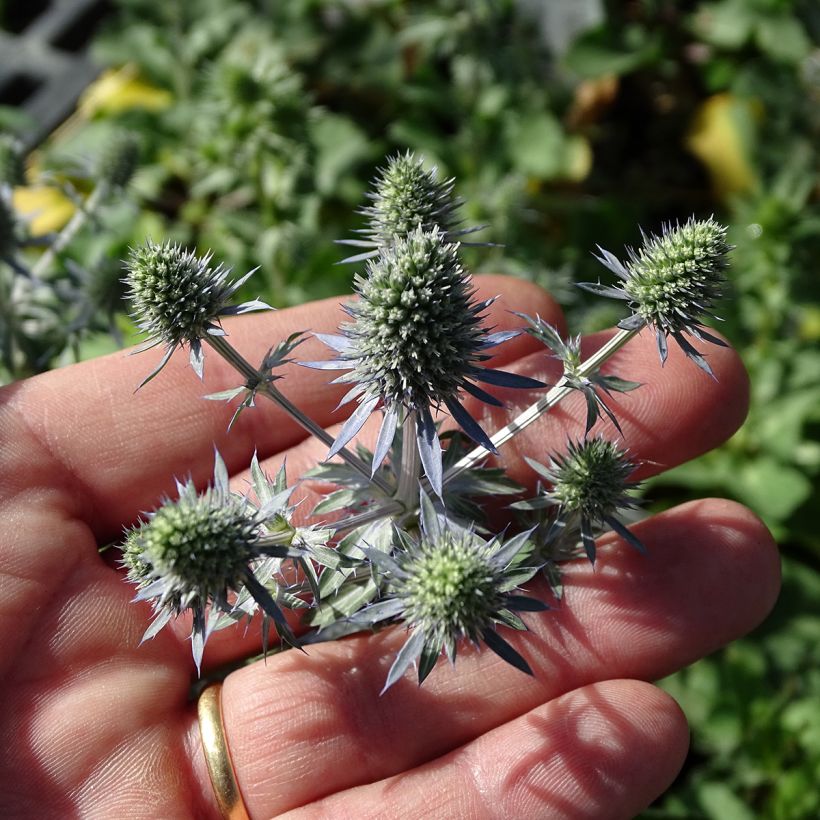 Eryngium Tiny Jackpot - Panicaut (Flowering)