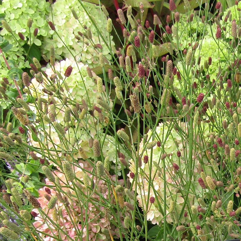 Eryngium ebracteatum. var. poterioides - Panicaut (Flowering)