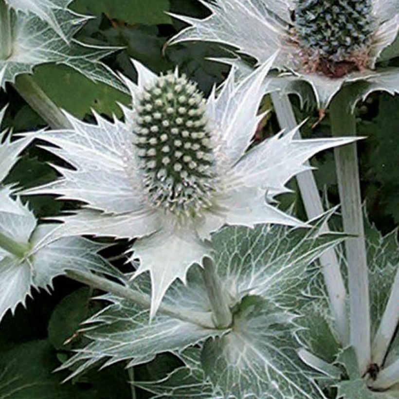 Eryngium giganteum - Panicaut géant (Flowering)