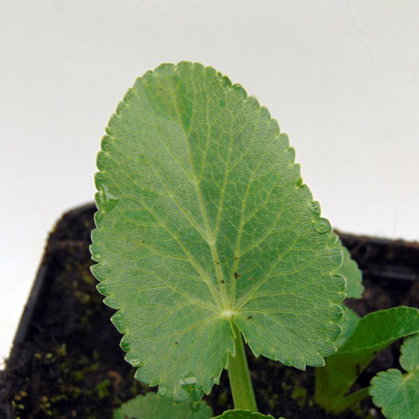 Eryngium giganteum - Panicaut géant (Foliage)