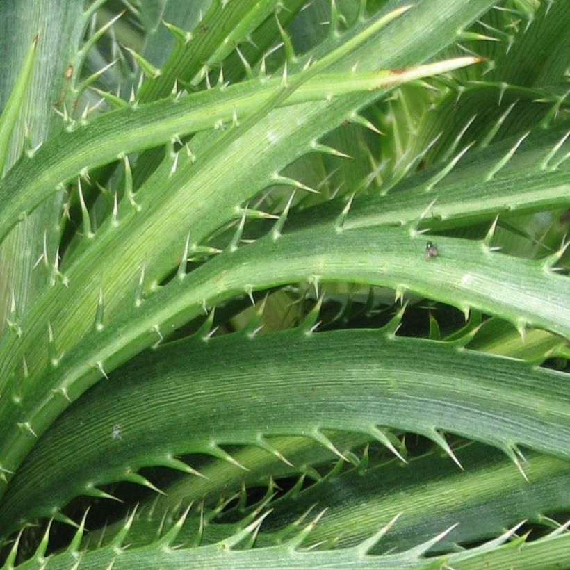 Eryngium horridum, Panicaut (Foliage)