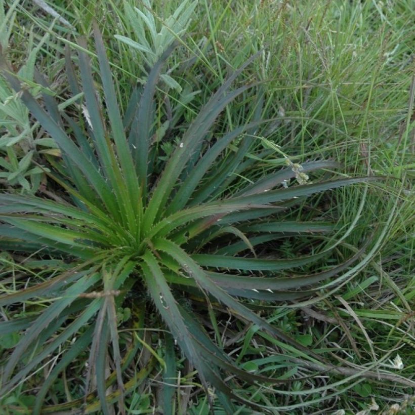 Eryngium horridum, Panicaut (Plant habit)