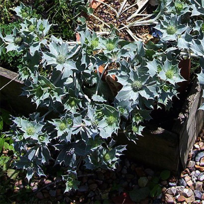 Eryngium maritimum - Panicaut maritime (Plant habit)