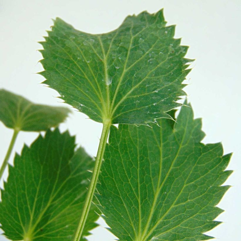 Eryngium olivierianum - Panicaut (Foliage)