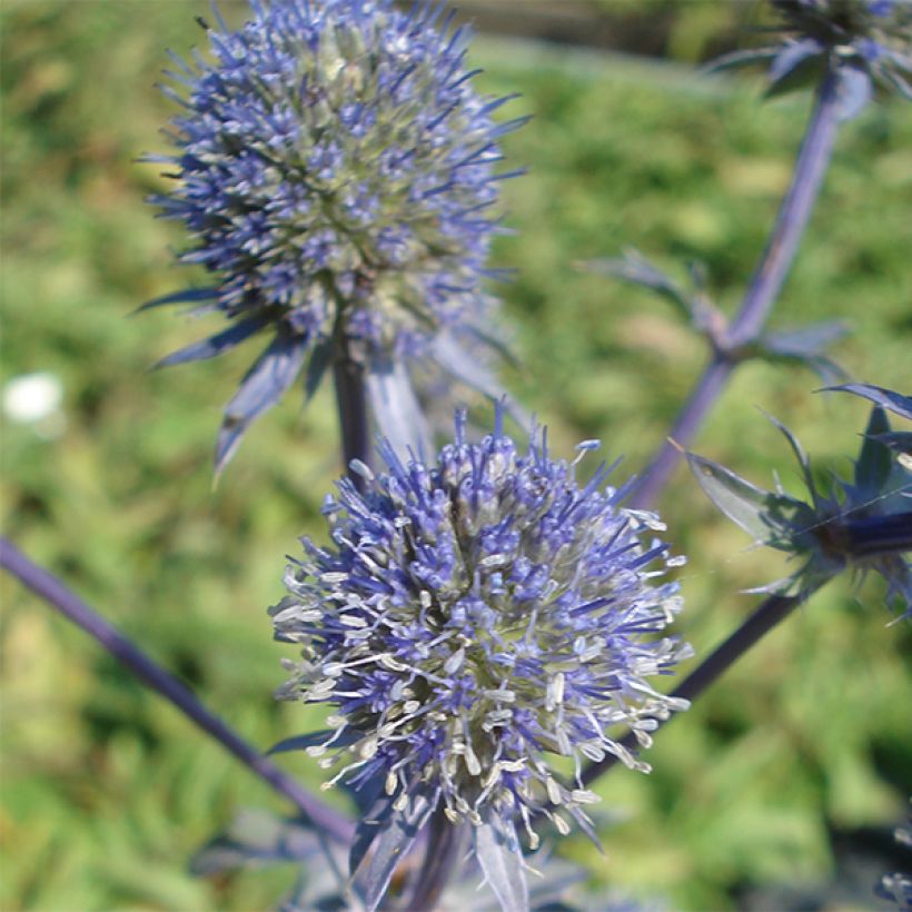 Eryngium planum Blauer Zwerg - Panicaut à feuilles planes (Flowering)