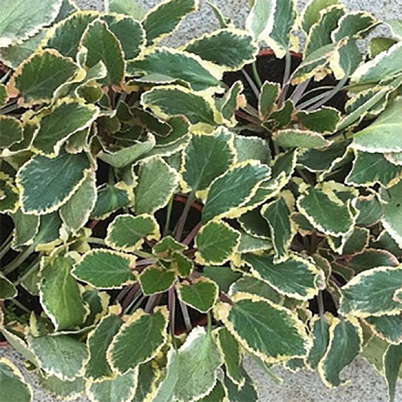 Eryngium planum Jade Frost - Panicaut à feuilles planes panachées (Foliage)