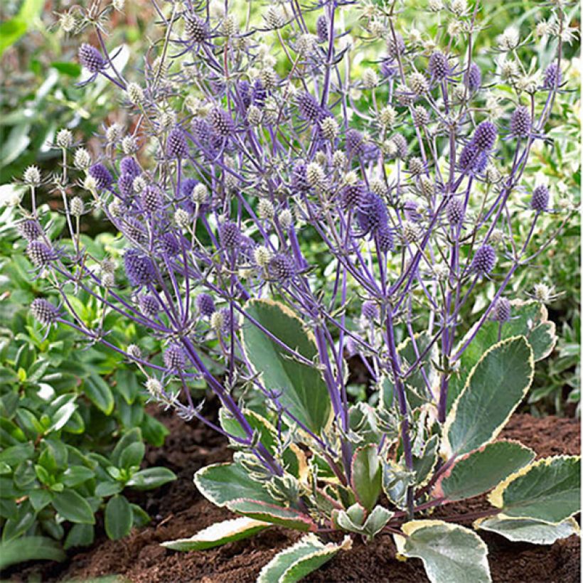 Eryngium planum Jade Frost - Panicaut à feuilles planes panachées (Plant habit)