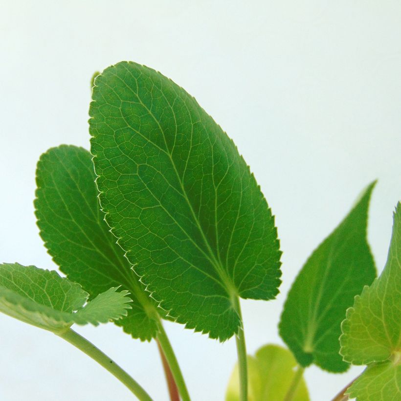 Eryngium planum - Panicaut (Foliage)