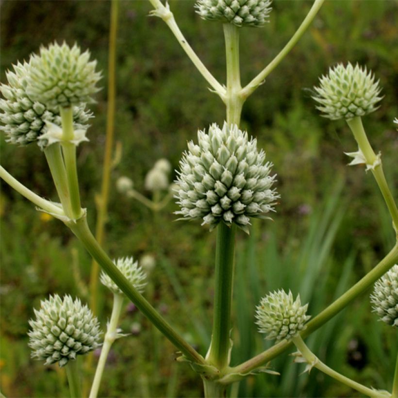 Eryngium serra, Panicaut (Flowering)