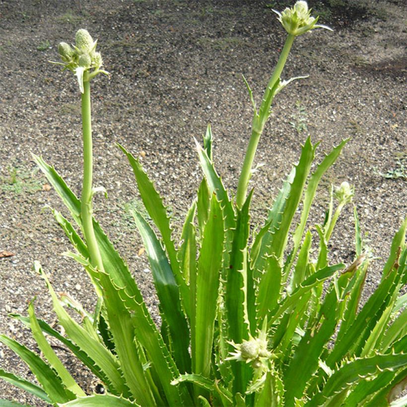 Eryngium serra, Panicaut (Plant habit)