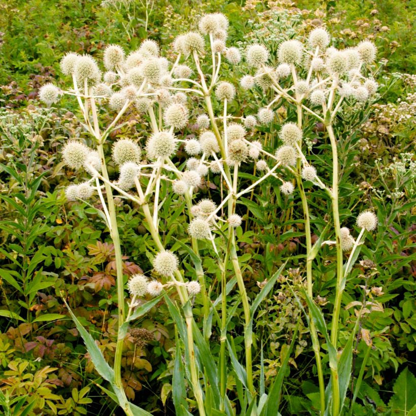 Eryngium yuccifolium -  Panicaut (Plant habit)