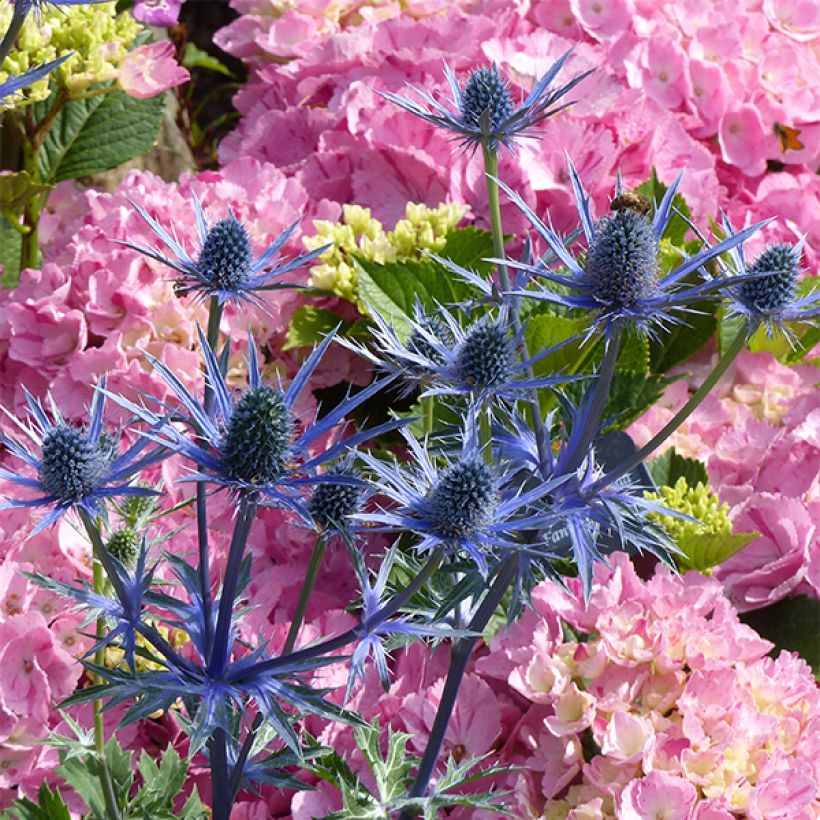 Eryngium zabelii Big Blue - Panicaut (Flowering)