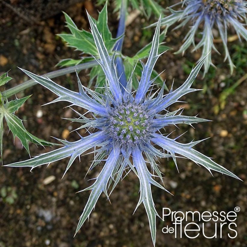 Eryngium x zabelii Violetta - Panicaut, Chardon Violetta (Flowering)
