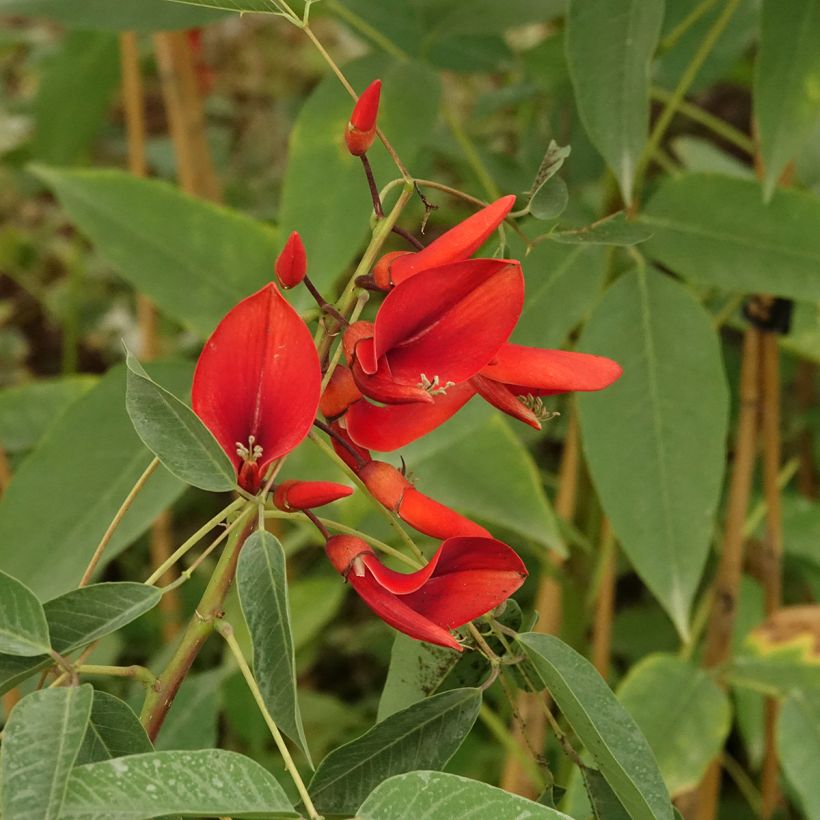 Erythrina crista-gallii Compacta - Erythrina crista-gallii Compacta (Flowering)