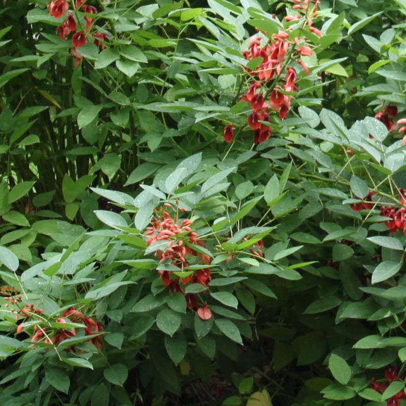 Erythrina crista-gallii Compacta - Erythrina crista-gallii Compacta (Foliage)