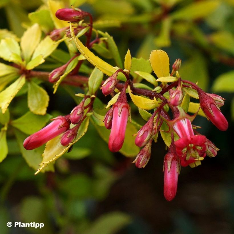 Escallonia hybride Golden Carpet (Flowering)