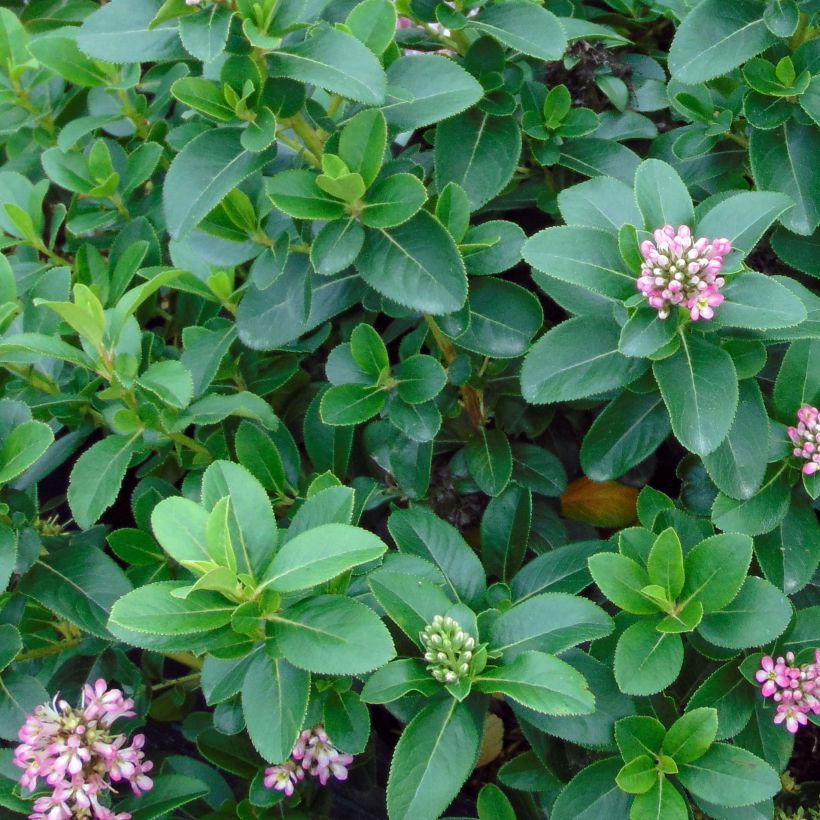 Escallonia Pink Elle (Foliage)