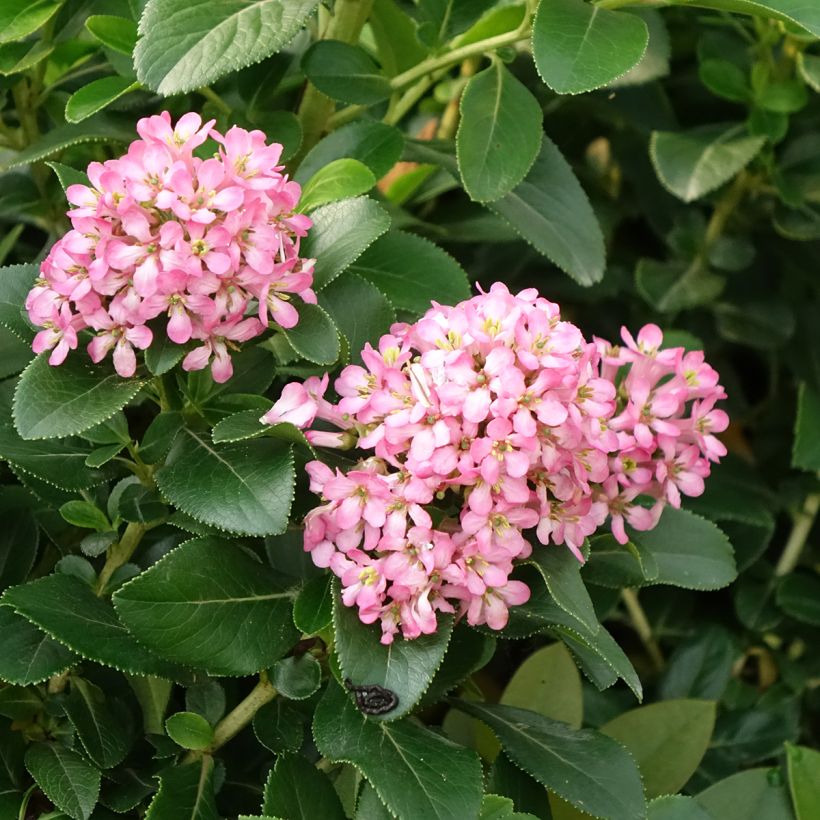 Escallonia Pink Elle (Flowering)
