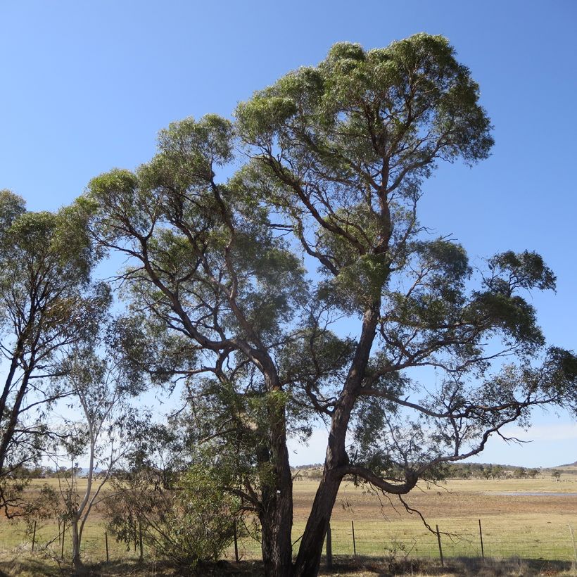 Eucalyptus aggregata - Gommier noir (Plant habit)