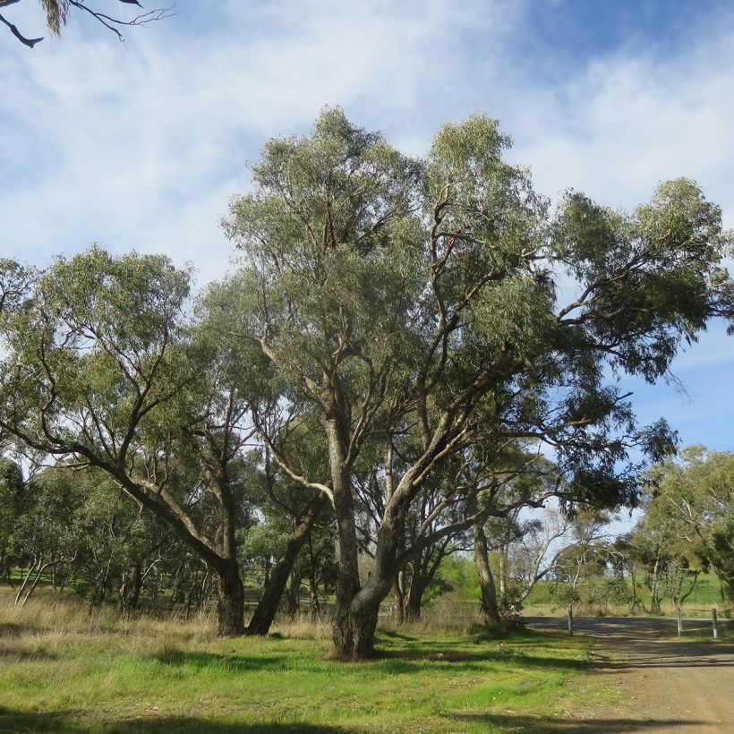 Eucalyptus bridgesiana - Gommier de Bridges (Plant habit)