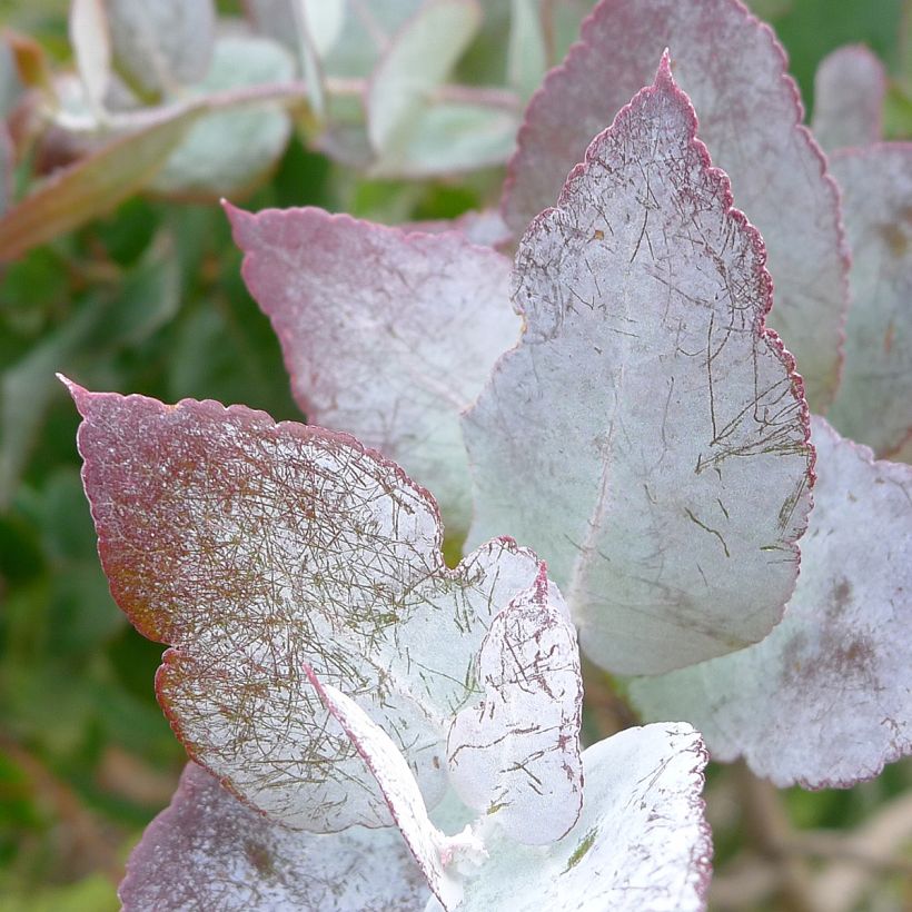 Eucalyptus crenulata - Gommier crénelé (Foliage)
