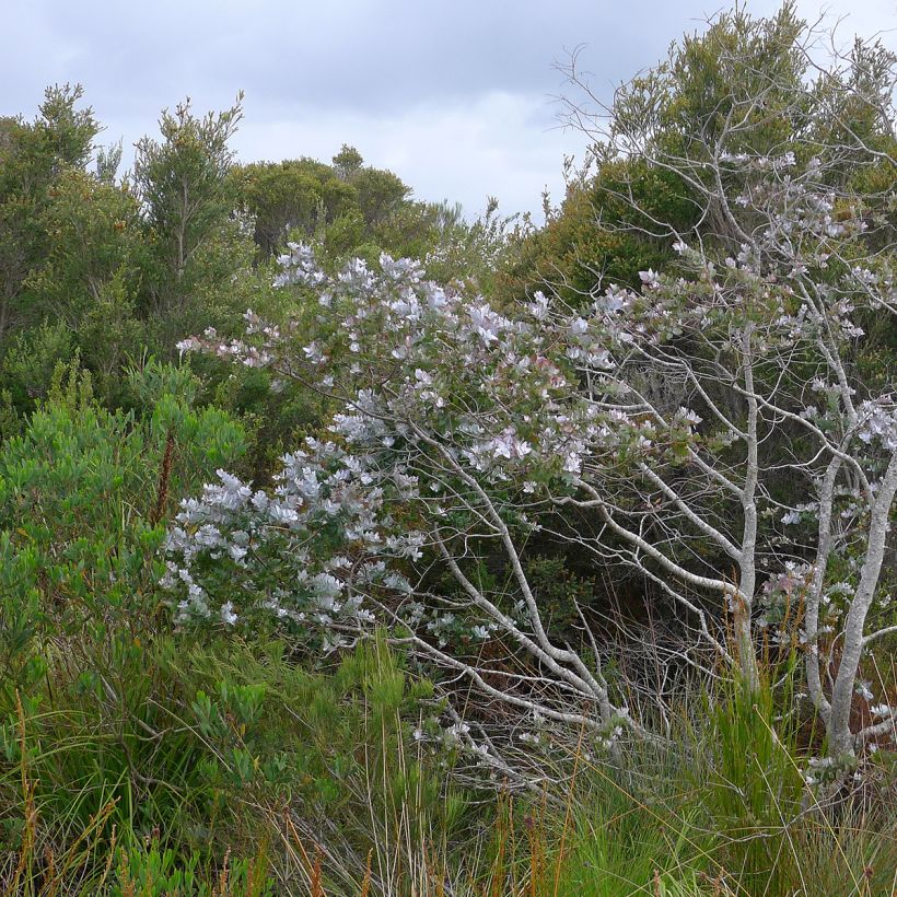 Eucalyptus crenulata - Gommier crénelé (Plant habit)