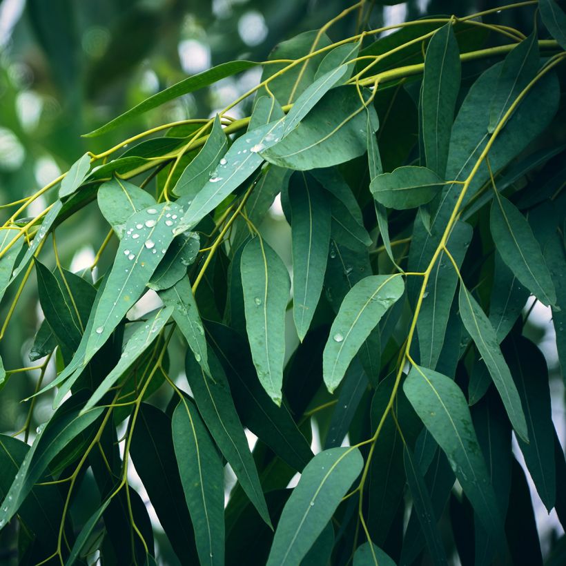 Eucalyptus globulus - Eucalyptus commun ou Gommier bleu  (Foliage)