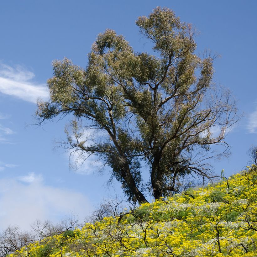 Eucalyptus globulus - Eucalyptus commun ou Gommier bleu  (Plant habit)