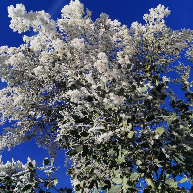 Eucalyptus gunnii Azura - Gommier cidre (Flowering)