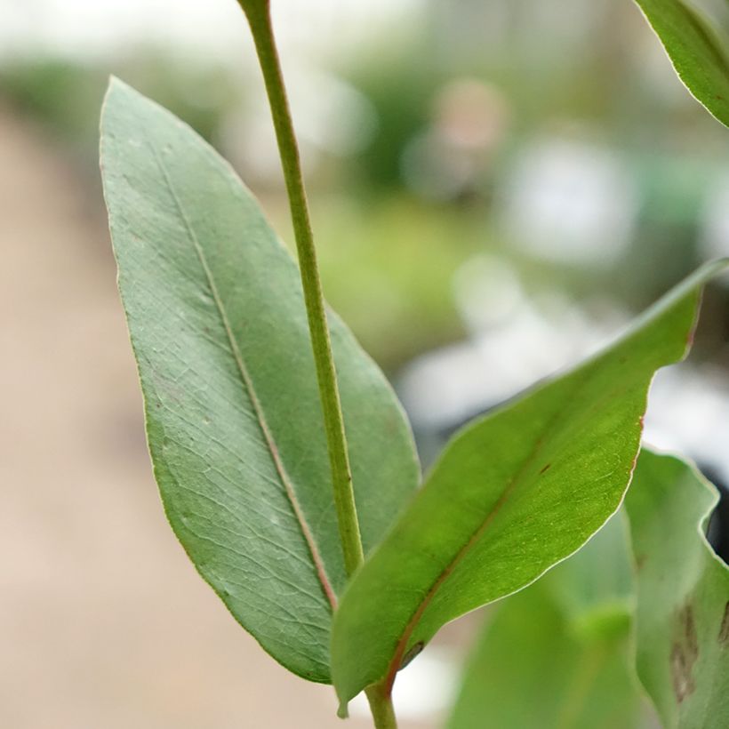 Eucalyptus kitsoniana - Gommier du Gippsland  (Foliage)