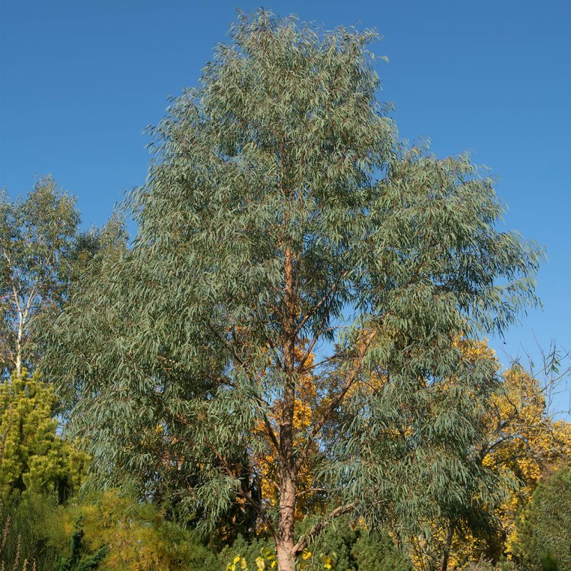 Eucalyptus nicholii - Gommier menthe de Nicol (Plant habit)