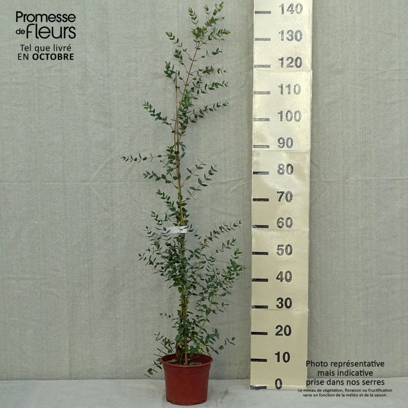 Example of Eucalyptus parviflora - Gommier à petites feuilles Godet de 8/9 cm as you get in automne