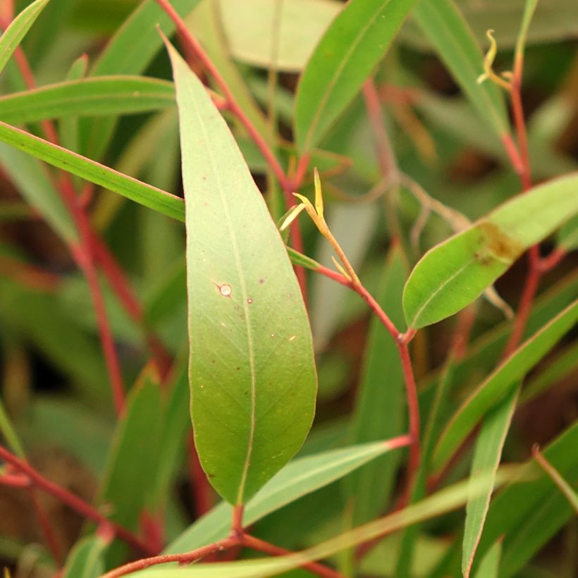Eucalyptus stricta - Eucalyptus mallee des Blue Mountains (Foliage)