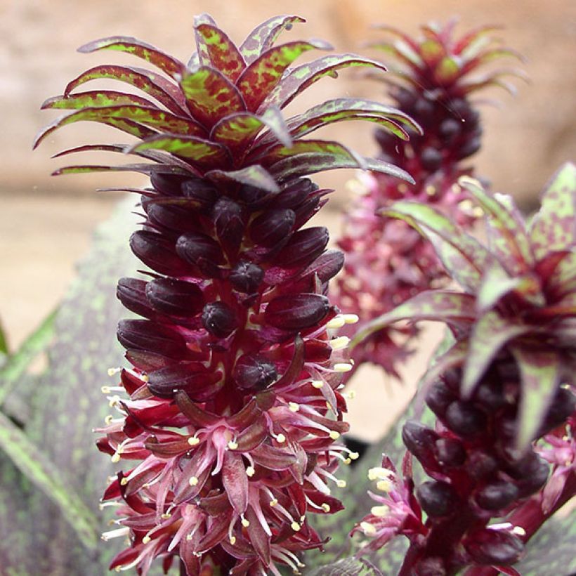 Eucomis vandermerwei - Eucomide panachée  (Flowering)
