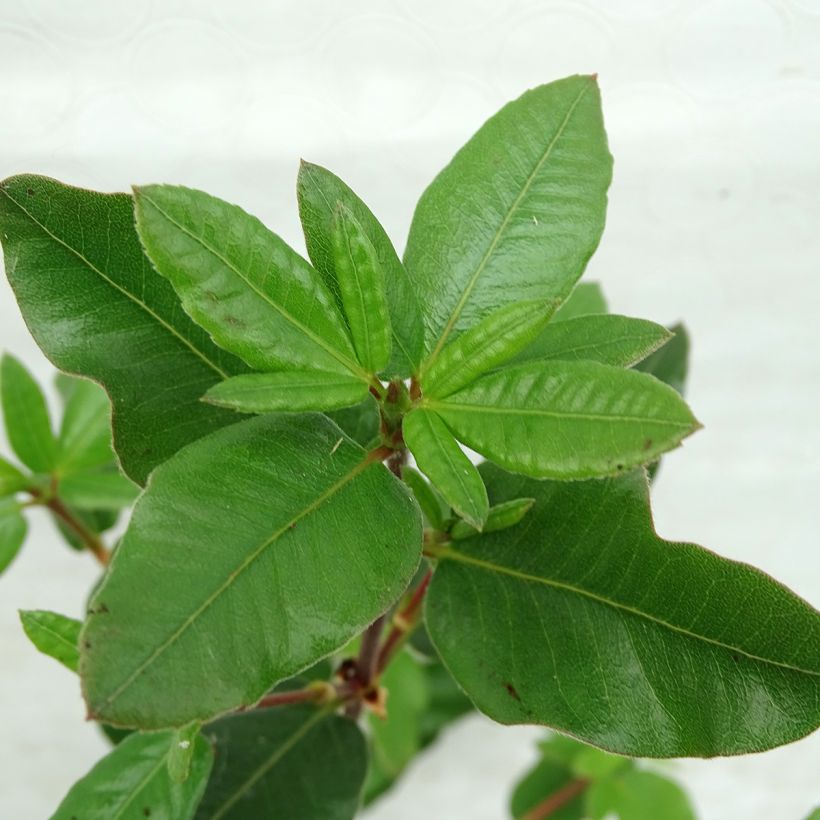 Eucryphia intermedia Rostrevor (Foliage)