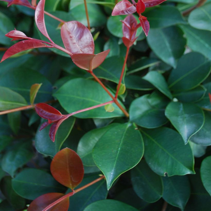 Eugenia Etna Fire - Cerisier de Cayenne (Foliage)