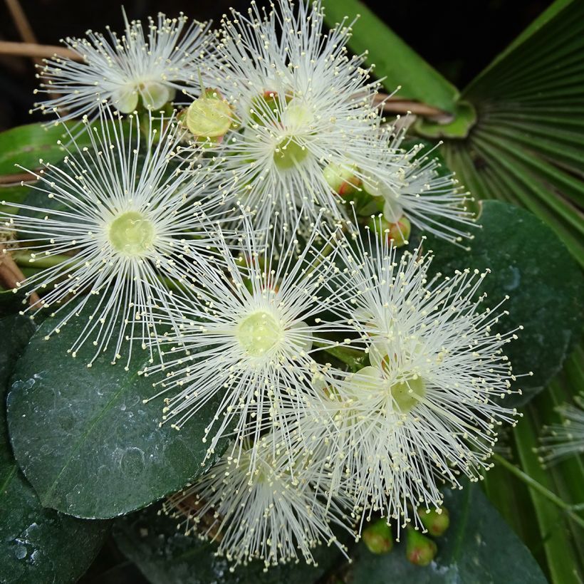 Eugenia Etna Fire - Cerisier de Cayenne (Flowering)
