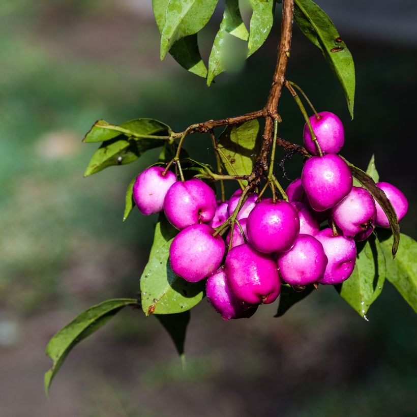 Eugenia Etna Fire - Cerisier de Cayenne (Harvest)