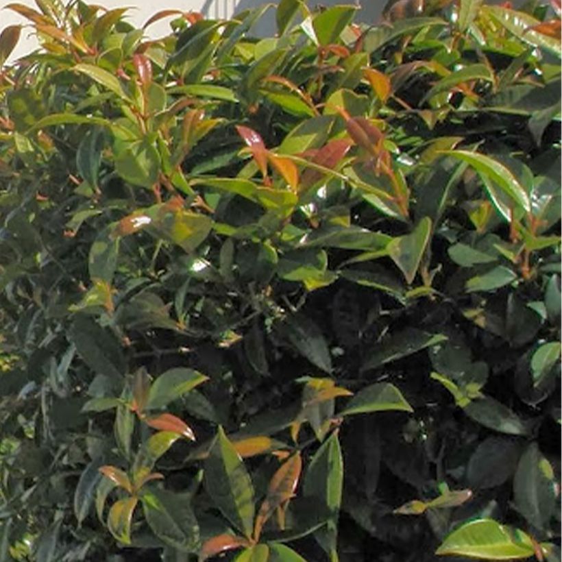 Eugenia myrtifolia New Port - Myrte d'Australie (Foliage)