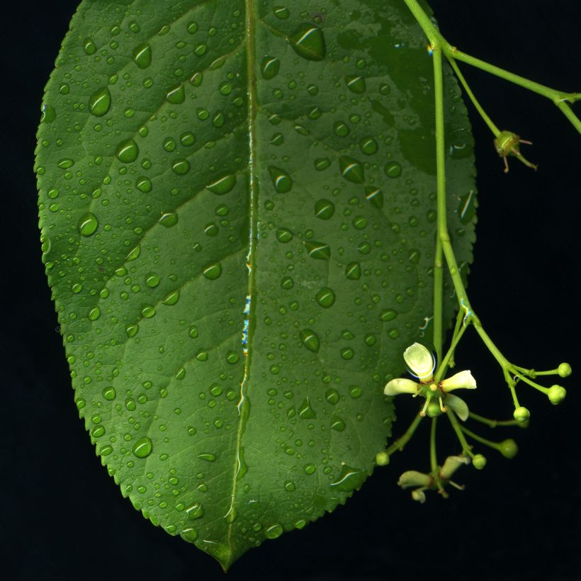 Euonymus europaeus - Fusain d'Europe (Foliage)
