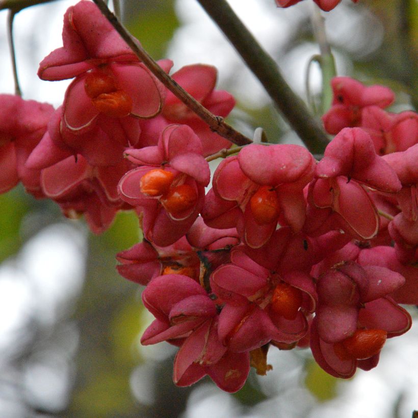 Euonymus europaeus Red Cascade - Fusain d'Europe (Harvest)