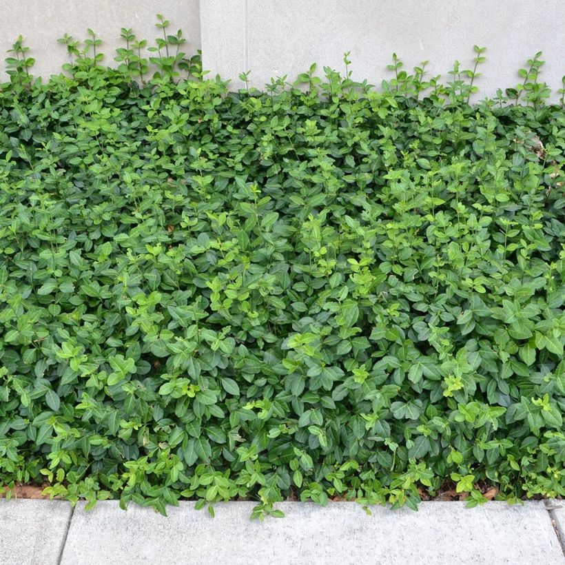 Euonymus fortunei Coloratus - Fusain rampant (Plant habit)