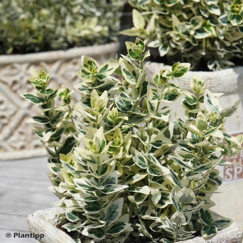 Euonymus fortunei Dan's Delight - Fusain persistant (Plant habit)