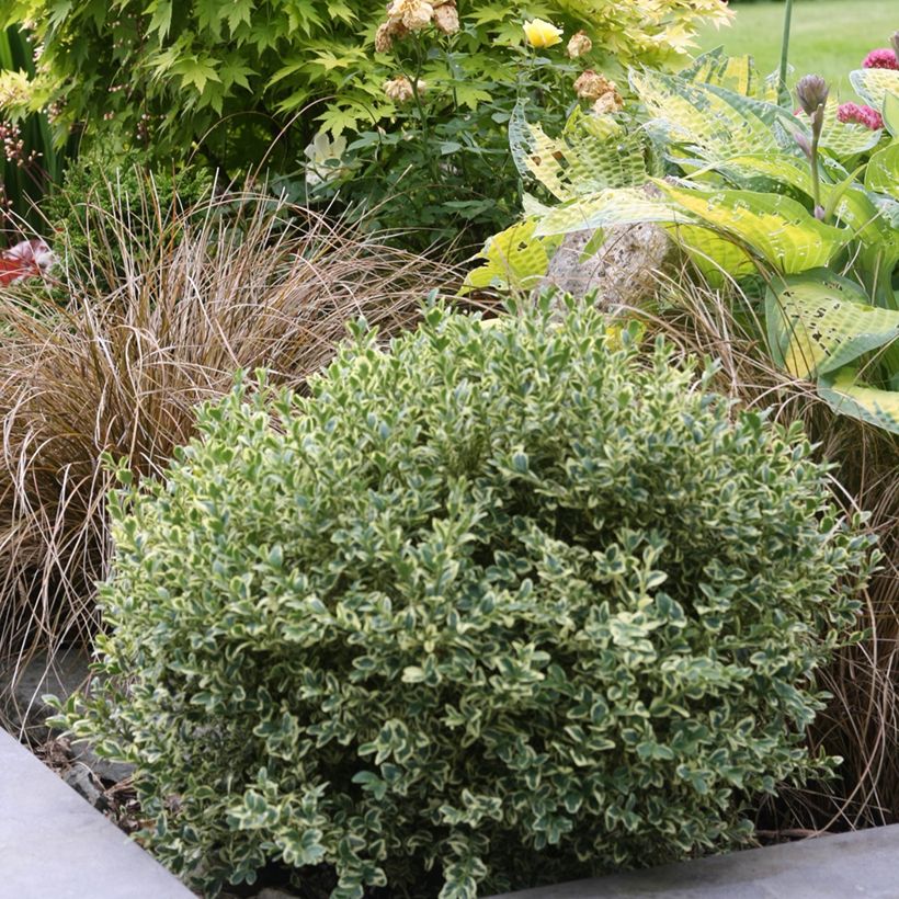 Euonymus fortunei Emerald Gaiety - Fusain (Plant habit)